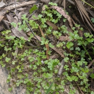 Hydrocotyle tripartita at Currawang, NSW - 11 Dec 2022