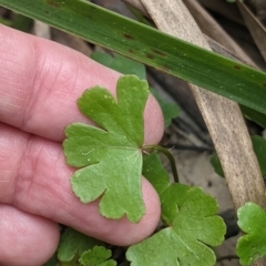 Hydrocotyle tripartita at Currawang, NSW - 11 Dec 2022