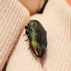 Diphucrania aurocyanea (A jewel beetle) at Molonglo Valley, ACT - 11 Dec 2022 by CathB