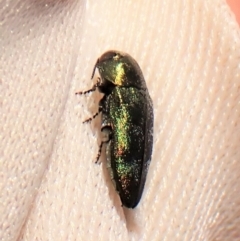 Diphucrania aurocyanea at Molonglo Valley, ACT - 11 Dec 2022 10:55 AM