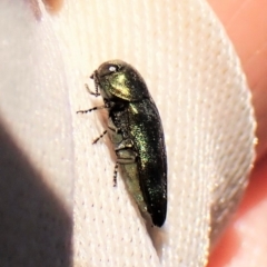 Diphucrania aurocyanea at Molonglo Valley, ACT - 11 Dec 2022 10:55 AM