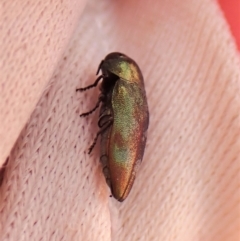 Diphucrania aurocyanea at Molonglo Valley, ACT - 11 Dec 2022 10:55 AM