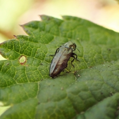 Aaaaba fossicollis (Raspberry jewel beetle) at Molonglo Valley, ACT - 11 Dec 2022 by CathB