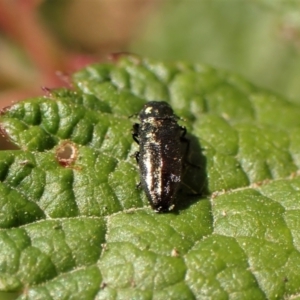 Aaaaba fossicollis at Molonglo Valley, ACT - 11 Dec 2022 11:17 AM