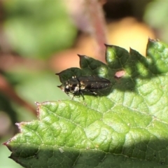 Aaaaba fossicollis at Molonglo Valley, ACT - 11 Dec 2022 11:17 AM