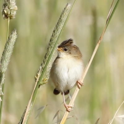 Cisticola exilis (Golden-headed Cisticola) at Fyshwick, ACT - 10 Dec 2022 by JimL