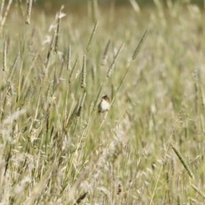 Cisticola exilis at Fyshwick, ACT - 11 Dec 2022 08:33 AM