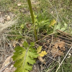 Acanthus mollis (Bear's Breeches, Oyster Plant) at Aranda, ACT - 11 Dec 2022 by lbradley