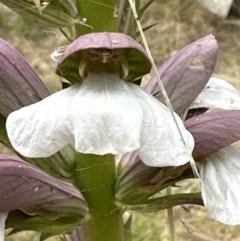 Acanthus mollis at Aranda, ACT - 11 Dec 2022