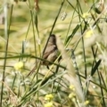 Acrocephalus australis at Fyshwick, ACT - 10 Dec 2022