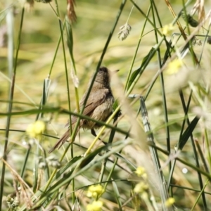 Acrocephalus australis at Fyshwick, ACT - 11 Dec 2022 09:34 AM