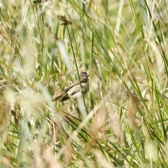 Acrocephalus australis at Fyshwick, ACT - 11 Dec 2022