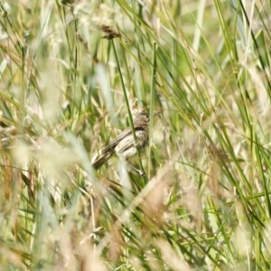 Acrocephalus australis at Fyshwick, ACT - 11 Dec 2022