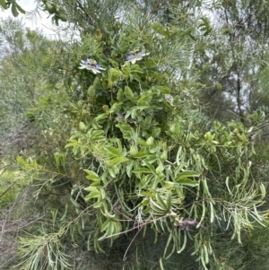 Passiflora caerulea at Aranda, ACT - 11 Dec 2022