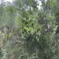 Passiflora caerulea at Aranda, ACT - 11 Dec 2022