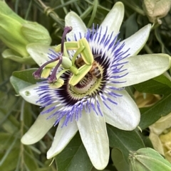 Passiflora caerulea at Aranda, ACT - 11 Dec 2022 04:49 PM