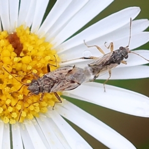 Nysius vinitor at Wodonga, VIC - 11 Dec 2022