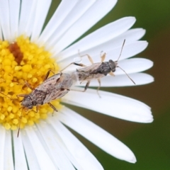 Nysius vinitor at Wodonga, VIC - 11 Dec 2022