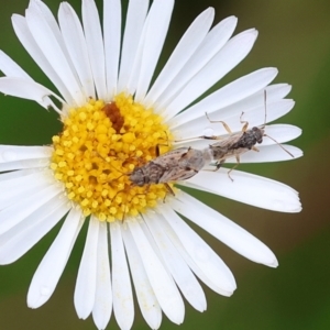 Nysius vinitor at Wodonga, VIC - 11 Dec 2022