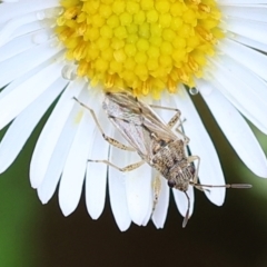 Nysius vinitor at Wodonga, VIC - 11 Dec 2022 04:41 PM