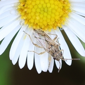 Nysius vinitor at Wodonga, VIC - 11 Dec 2022