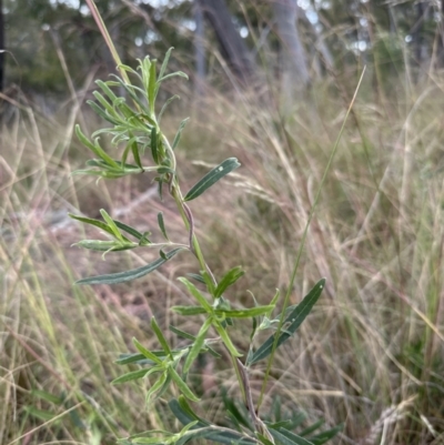 Billardiera scandens (Hairy Apple Berry) at Aranda Bushland - 11 Dec 2022 by lbradley