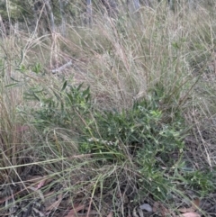 Billardiera scandens at Aranda, ACT - 11 Dec 2022