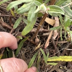 Billardiera scandens at Aranda, ACT - 11 Dec 2022