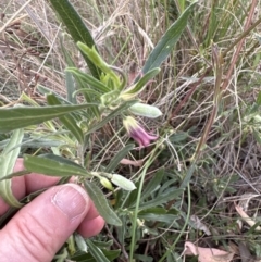 Billardiera scandens at Aranda, ACT - 11 Dec 2022 05:11 PM