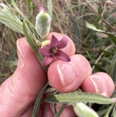 Billardiera scandens at Aranda, ACT - 11 Dec 2022