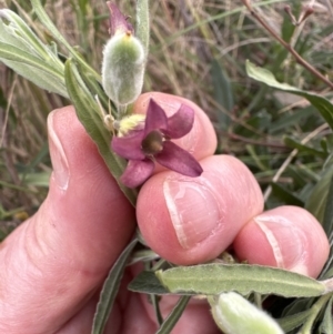 Billardiera scandens at Aranda, ACT - 11 Dec 2022 05:11 PM