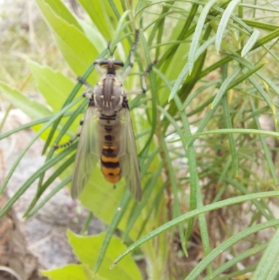 Chrysopogon muelleri (Robber fly) at Tennent, ACT - 11 Dec 2022 by Venture