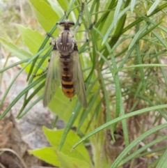 Chrysopogon muelleri at Tennent, ACT - 11 Dec 2022 01:49 PM