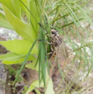 Chrysopogon muelleri at Tennent, ACT - 11 Dec 2022