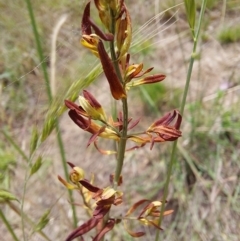 Hypericum perforatum (St John's Wort) at Tennent, ACT - 11 Dec 2022 by Venture