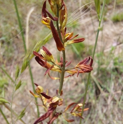 Hypericum perforatum (St John's Wort) at Namadgi National Park - 11 Dec 2022 by Venture