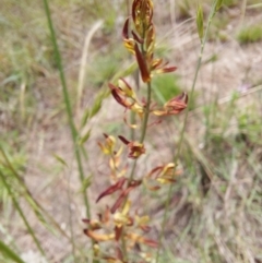 Hypericum perforatum at Tennent, ACT - 11 Dec 2022