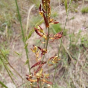 Hypericum perforatum at Tennent, ACT - 11 Dec 2022