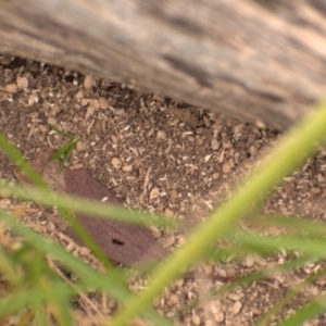 Formicidae (family) at Weston, ACT - 11 Dec 2022 05:35 PM