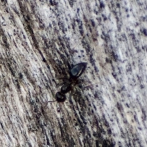 Formicidae (family) at Weston, ACT - 11 Dec 2022 05:35 PM