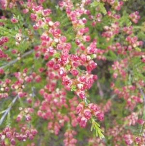 Micromyrtus ciliata at Tennent, ACT - 11 Dec 2022