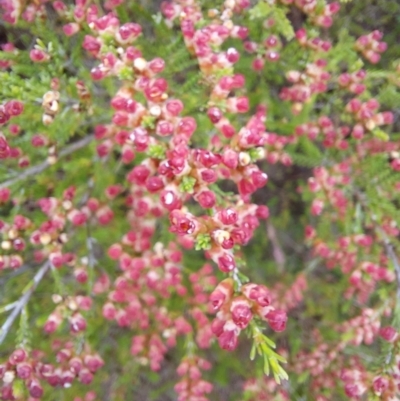 Micromyrtus ciliata (Fringed Heath-myrtle) at Tennent, ACT - 11 Dec 2022 by Venture