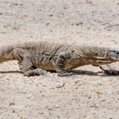 Varanus rosenbergi (Heath or Rosenberg's Monitor) at Namadgi National Park - 6 Dec 2022 by Gallpix