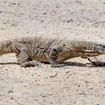 Varanus rosenbergi (Heath or Rosenberg's Monitor) at Booth, ACT - 6 Dec 2022 by Gallpix