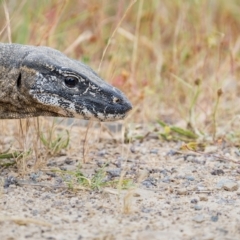 Varanus rosenbergi at Booth, ACT - suppressed