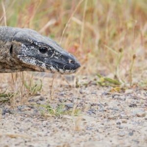 Varanus rosenbergi at Booth, ACT - suppressed