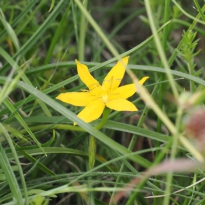 Hypoxis hygrometrica var. hygrometrica (Golden Weather-grass) at Mount Clear, ACT - 5 Dec 2022 by RAllen