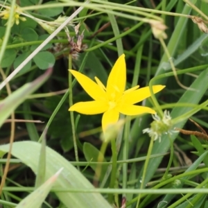 Hypoxis hygrometrica var. hygrometrica at Mount Clear, ACT - 5 Dec 2022