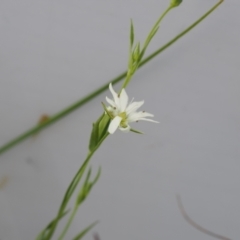Stellaria angustifolia (Swamp Starwort) at Namadgi National Park - 5 Dec 2022 by RAllen