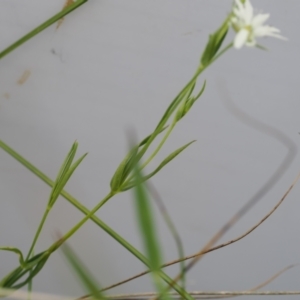 Stellaria angustifolia at Mount Clear, ACT - 5 Dec 2022